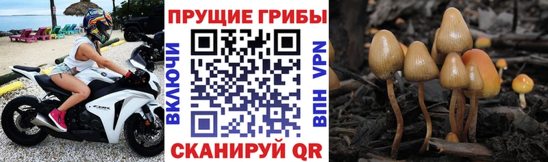 Псилоцибиновые грибы Psilocybine cubensis  Купить  Железногорск-Илимский 